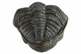 Perfectly Enrolled Drotops Trilobite - About Around #311189-3